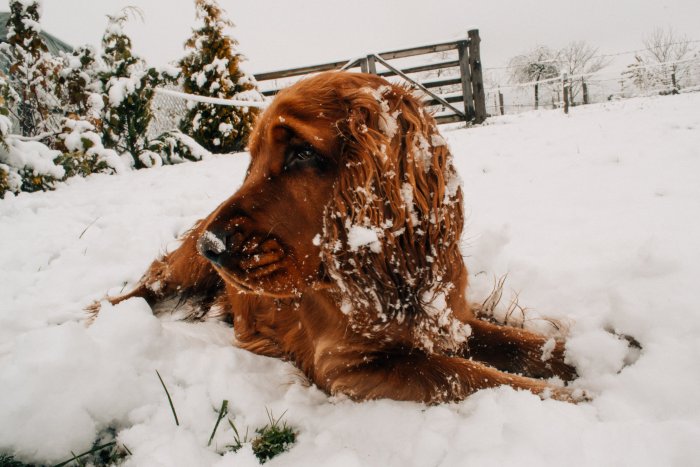 Dog In Snow